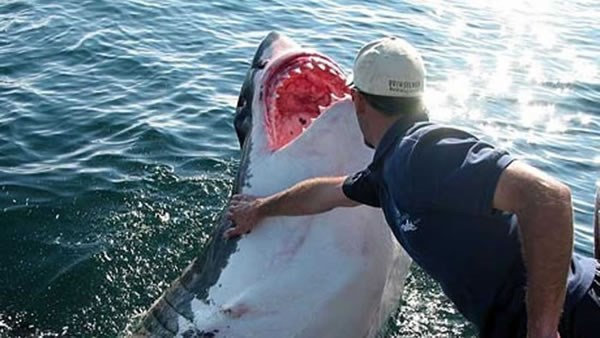 Bãi biển Gansbaai, Nam Phi là nơi sinh sống của rất nhiều cá mập trắng nên du khách thường xuyên được cảnh báo là cực kỳ cẩn trọng khi quyết định đến đây tắm biển.